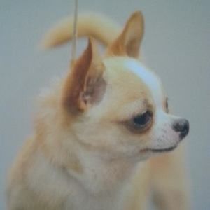 Meet your Posher, Troy